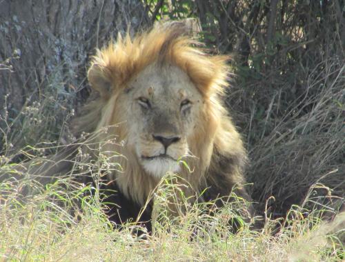 Male Lion in Serengeti National Park