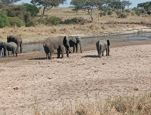 Tarangire national park