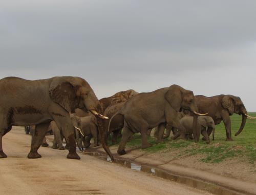 Elephants are one of the Big five