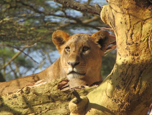 Lioness busking in the sun