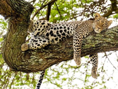 A Leopard on top of Umbrella acacia tree at Serengeti National Park