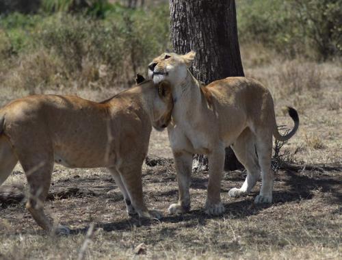 lion pride