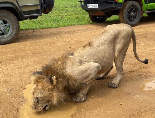 Male Lion spotted drinking on a Day trip at Mikumi National Park