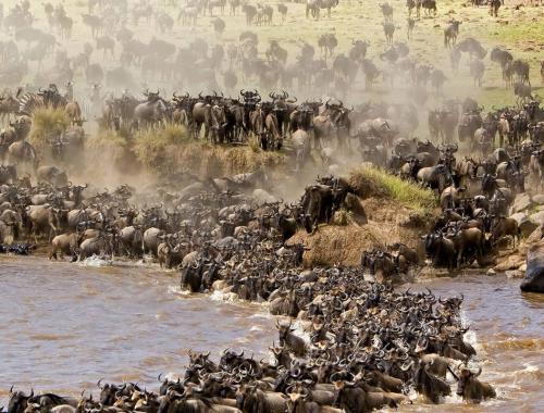 Wildebeest crossing the Grumeti river.