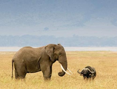 Exciting big tusker safari