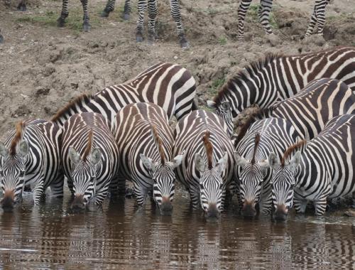 Experience the wild like never before! 🦓 Watch herds of zebras gather at waterholes in the heart of Africa — up close, raw, and breathtaking. Book your unforgettable safari adventure today