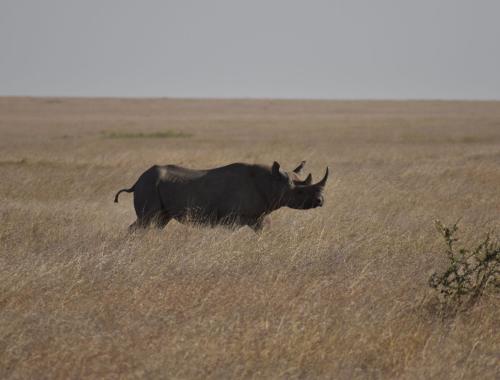 Rhino