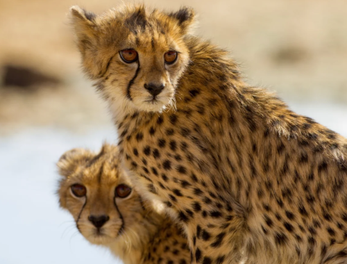 Top Luxury Tanzanian Safari takes you to the core of Tanzania's wilderness. You will visit some of Tanzania’s best safari destinations (Lake Manyara, Ngorongoro Crater & Serengeti). You will experience the wild while at the same time enjoy the facilities of the best accommodations in the area. You will be amazed by the quality of the lodges including the food and service