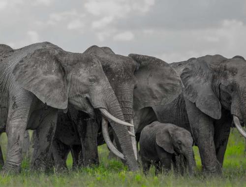 Elephants in Tarangire National Park 