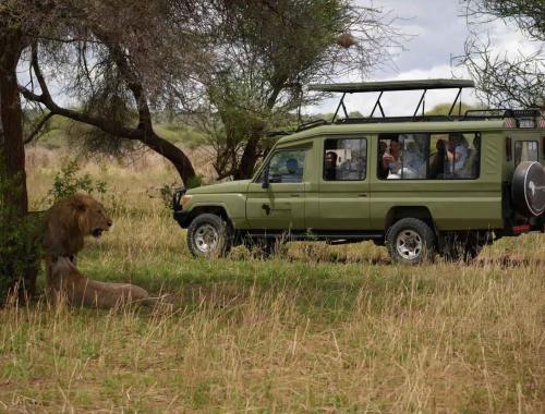Tarangire lion