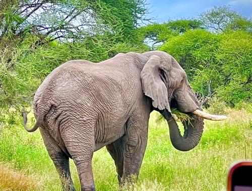 Elephant Eating grass