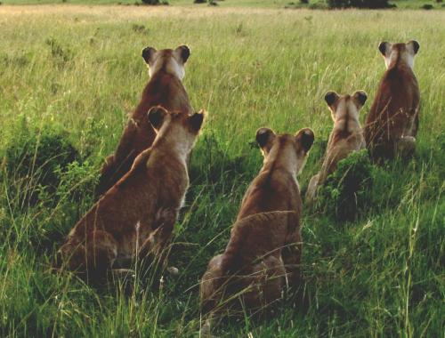 A young lion pack of 4 in the plains of  Masai Mara reserve