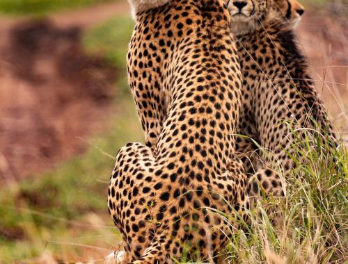 3 days Tanzania private safari ( Serengeti & Ngorongoro)