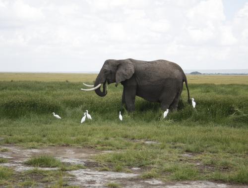 Best Kenya Tanzania Safari