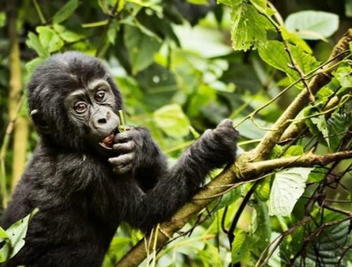 Baby Gorilla 