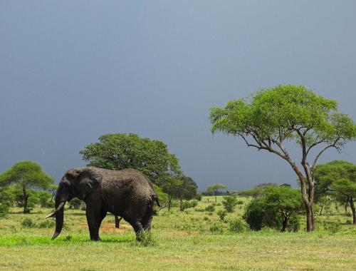Tarangire