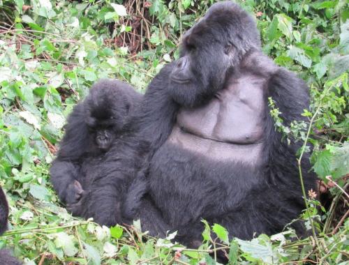 A mountain gorilla 