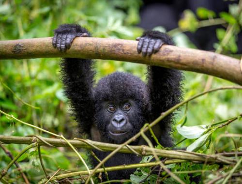 Baby gorilla in Bwindi Impenetrable Forest National Park
