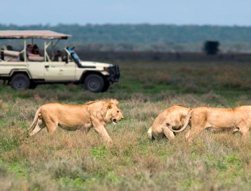 Game drive in Serenegti National Park