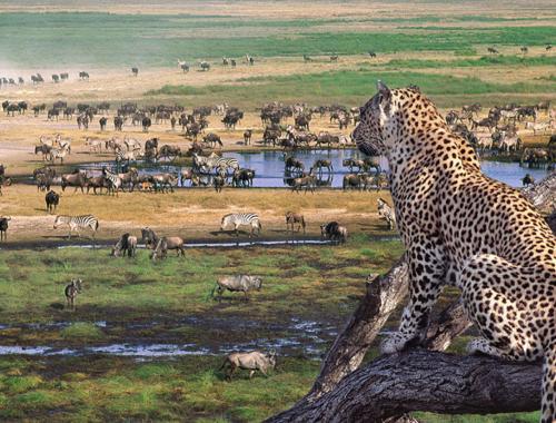 A magnificent view of Serengeti National Park with a vast range of wildlife species