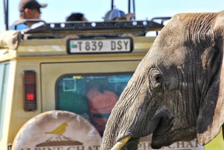 ALPINE CHAT ADVENTURE