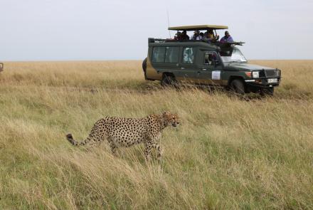 A rare sighting: on the prowl in the Masai Mara