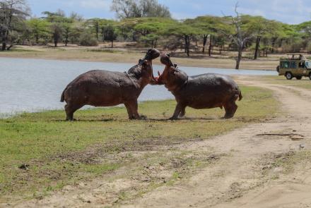 Hippo fighting 