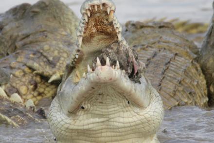 Crocodiles at Rufiji River