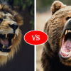 lion vs bear