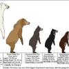 bears