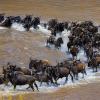 Great Wildebeest Migration in Tanzania